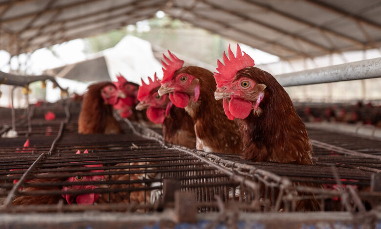 ONG internacional revela crueldad y riesgos sanitarios en producción de huevos en Perú