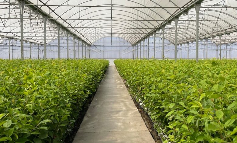 Agromillora impulsa en Perú modelo de olivicultura mecanizada para aumentar la eficiencia y reducir costos en el agro