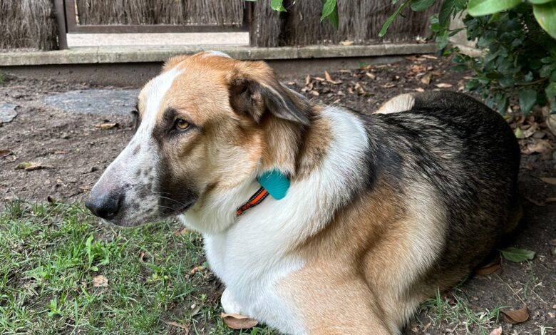 Tecnología que late al ritmo de tu mascota: Alai Secure impulsa la revolución de los wearables petfriendly en Perú