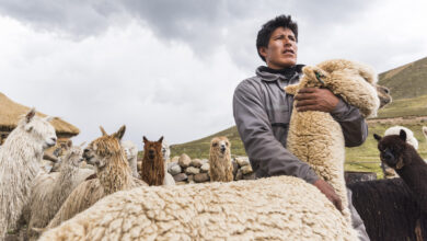 Inca Tops celebra 60 años brindando fibras de excelencia y apoyando el empoderamiento de familias alpaqueras