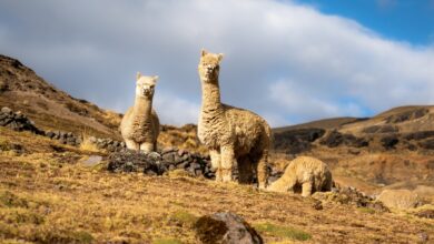 Demanda del exterior de fibra de alpaca y sus derivados al alza