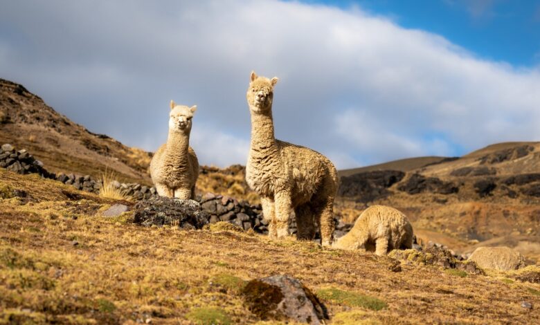 Demanda del exterior de fibra de alpaca y sus derivados al alza