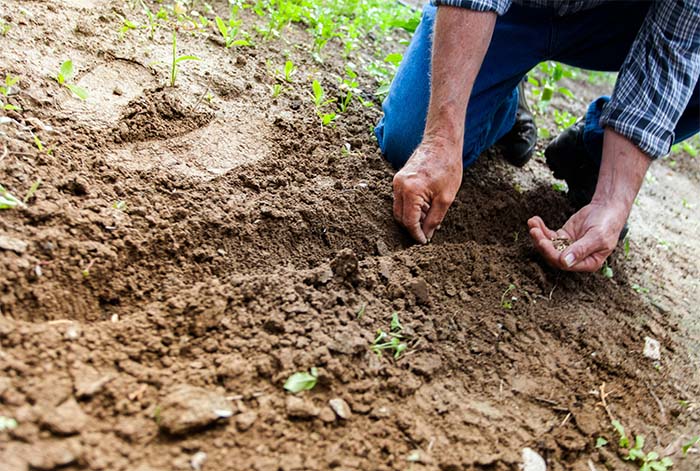 emento Yura impulsa programa que beneficia a más de 260 agricultores en Yura Tradicional