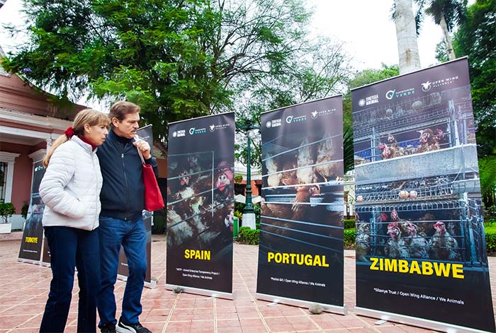 Barranco: ONG realiza gigante exposición fotográfica que revela malas prácticas en la industria del huevo
