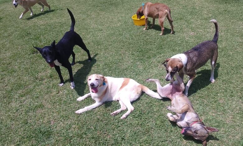 Pampidog: el programa de Repsol que impulsa la adopción responsable de perros rescatados