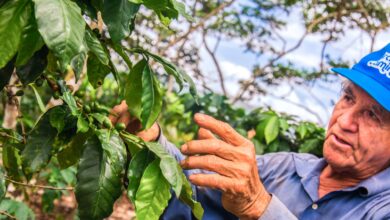 Día del Café Peruano: PRODUCE impulsa la innovación en el sector cafetalero con más de S/ 28 millones