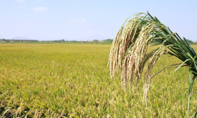 Producción de arroz cáscara creció 26,4% en junio de 2025 y tres departamentos aportaron el 74,8% de la producción total
