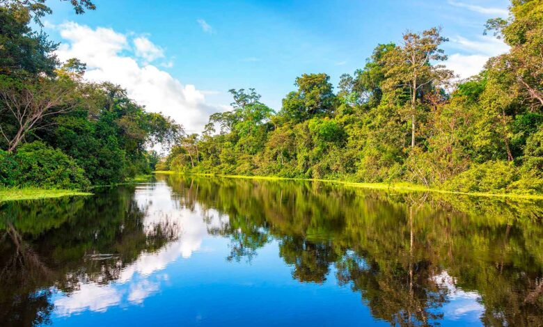 Fondo concursable Bosques Tropicales vuelve a abrir sus puertas para nuevos proyectos en la Amazonía sur