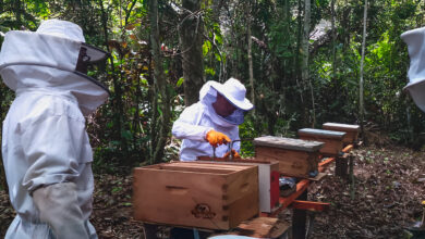 Programa BOSQUES: Conoce la abeja que viene cambiando las vidas de la comunidad nativa Zapote en Ucayali