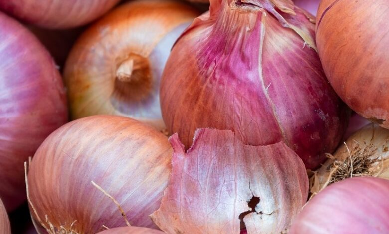 EE.UU. fue el principal destino de cebolla peruana