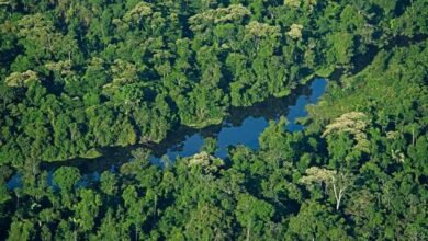 Andean Crown lanza fondo pionero de inversión sostenible para la Amazonía