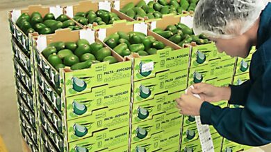 DP World moviliza el 60% de las exportaciones de palta del Perú a través del Puerto del Callao