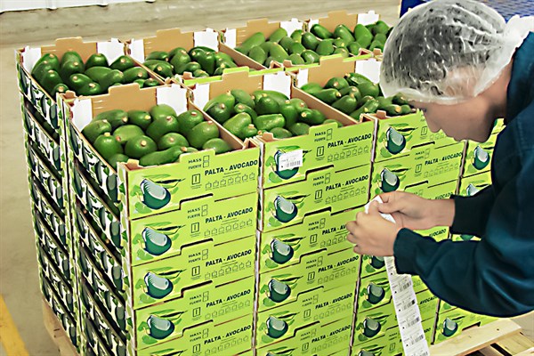 DP World moviliza el 60% de las exportaciones de palta del Perú a través del Puerto del Callao