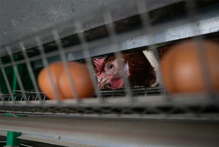 Ipsos: 3 de cada 4 limeños reclaman saber si compran huevos de gallinas enjauladas