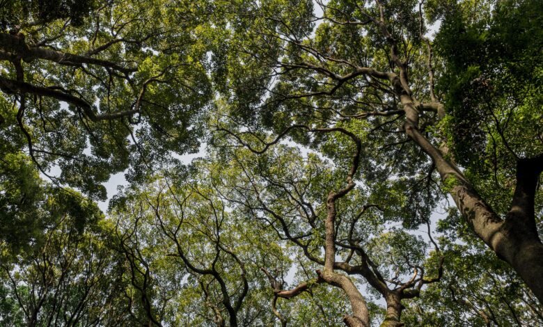 Con 73 millones de hectáreas de bosques, Perú proyecta ampliar la certificación forestal sostenible en toda la Amazonía