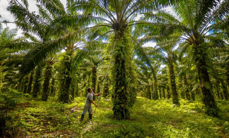 Alicorp es reconocida entre las empresas líderes de América Latina en sostenibilidad del aceite de palma