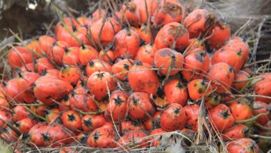 Palma aceitera ingresa al top 5 de cultivos priorizados para 2026 y abre nuevas oportunidades para la Amazonía