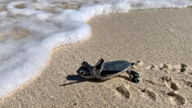 Isla caribeña apuesta por el turismo con impacto social y ambiental y anima a los visitantes a apoyar proyectos locales