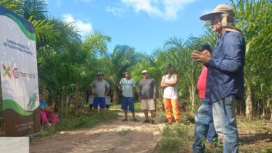 San Martín: Desarrollo de cadenas productivas impulsada por la empresa Caynarachi S.A. incorpora a más de 1000 pobladores y beneficia a más de 50 comunidades