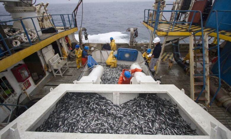 Día Nacional de la MYPE: más de 3,500 pequeñas empresas sostienen servicios clave para la pesca peruana