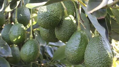 Agroexportación como alternativa para generar ingresos desde la inversión agrícola