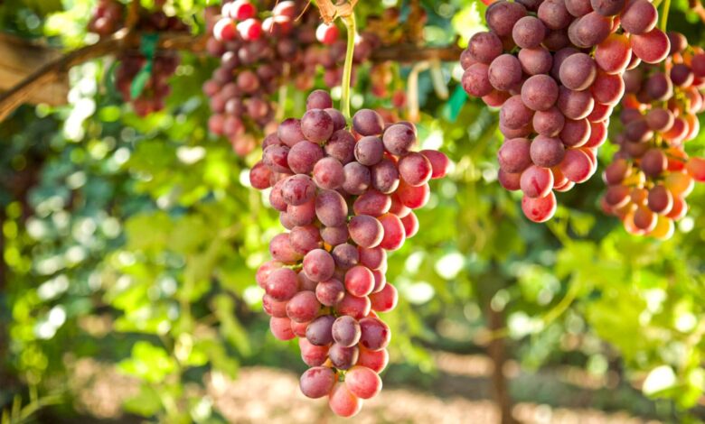 Sanidad vegetal frente a plagas y enfermedades: un impacto global que exige acción