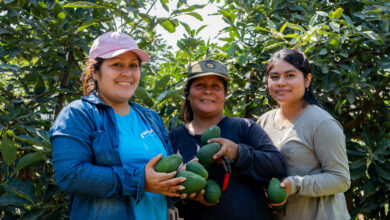 Exportan 327 toneladas de palta Hass de Valle Fortaleza a mercados en Europa