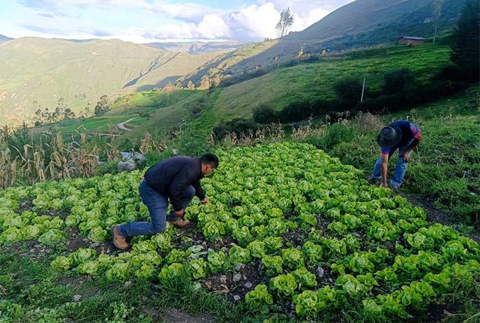 Más de S/ 33 millones invierte Foncodes en desarrollo de capacidades productivas y emprendimientos rurales en Apurímac