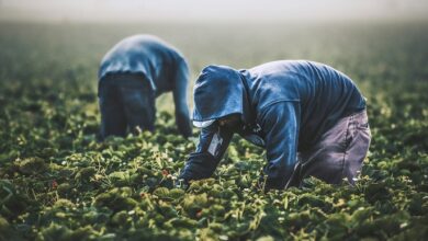Fenómeno El Niño: ¿a qué commodities afectará en los próximos meses en Perú?