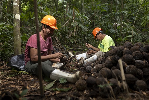La castaña amazónica: el fruto del bosque que generó US$48 millones en exportaciones