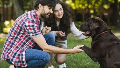Día Mundial de las Zoonosis: prevenir enfermedades que se transmiten entre animales y personas protege la salud pública
