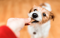 Día del Perro: 5 claves para cuidar bien a tu mascota y protegerla ante cualquier imprevisto