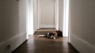 Día del perro: Checklist para crear un hogar seguro para el nuevo integrante de la familia