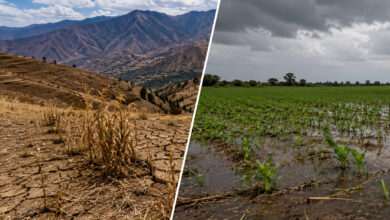 El Niño Costero y El Niño Global afectarían campañas clave de la agroexportación peruana