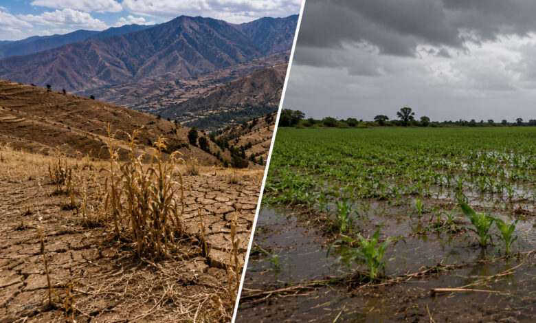 El Niño Costero y El Niño Global afectarían campañas clave de la agroexportación peruana