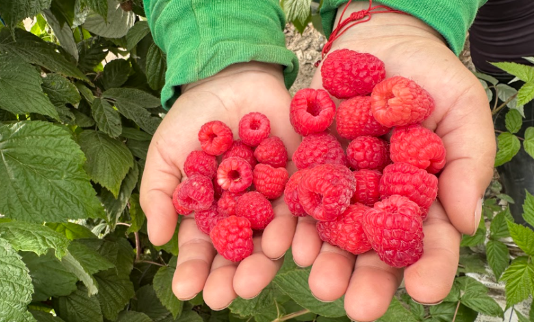 Tras el éxito del arándano: 4 razones por las que los frutos rojos son la próxima gran oportunidad agrícola del Perú