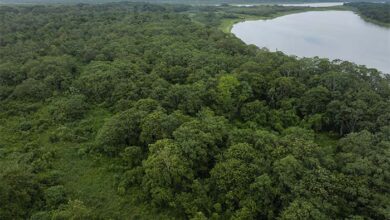 Loreto: Fauna silvestre retorna a bosque amazónico reforestado con participación de PetroTal