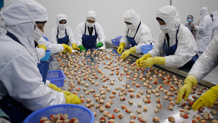Sanipes lanza manual que reduce en 45 % tiempos de inspección sanitaria en plantas procesadoras