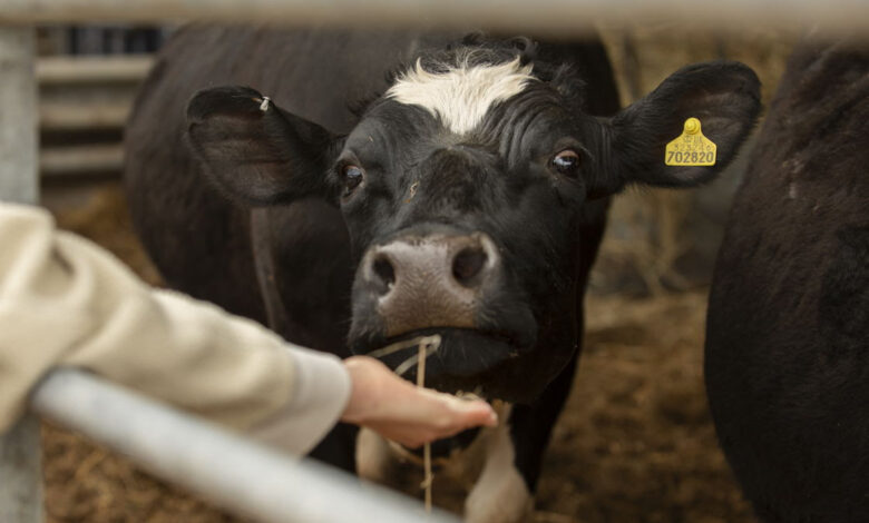 Día Mundial de la Zoonosis: 3 de cada 4 enfermedades infecciosas nuevas tienen origen animal