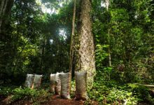 Grupo Prosegur apoyará proyecto de la ONU para conservar más de 724,000 hectáreas de la Amazonia peruana
