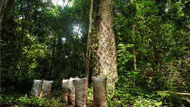 Grupo Prosegur apoyará proyecto de la ONU para conservar más de 724,000 hectáreas de la Amazonia peruana