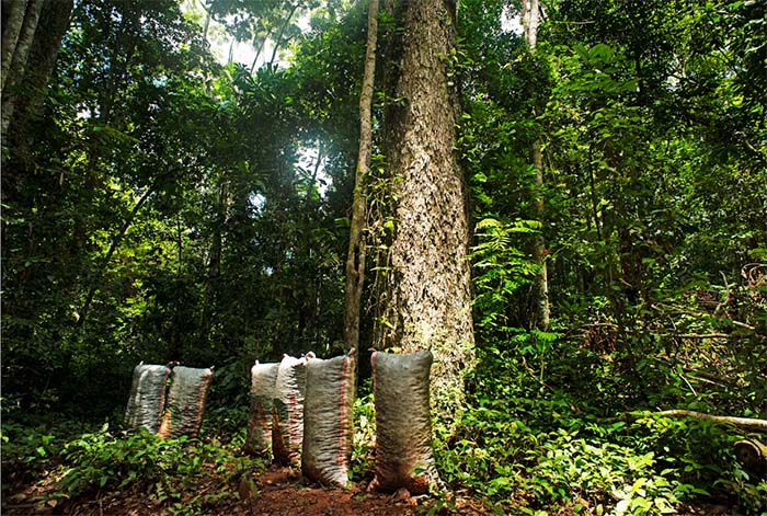 Grupo Prosegur apoyará proyecto de la ONU para conservar más de 724,000 hectáreas de la Amazonia peruana