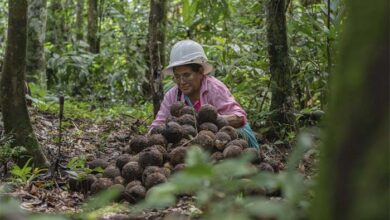 Los bosques de castaña ponen a Perú en la conversación sobre cómo financiar la conservación de la naturaleza en América Latina
