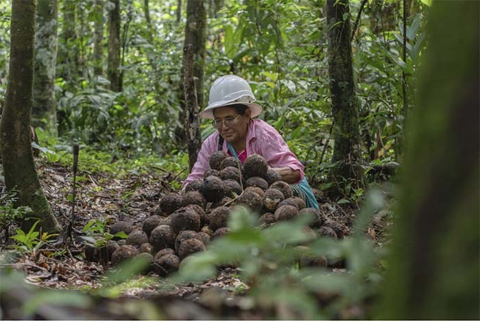 Los bosques de castaña ponen a Perú en la conversación sobre cómo financiar la conservación de la naturaleza en América Latina