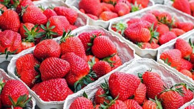 EE.UU. es el primer comprador de fresa peruana