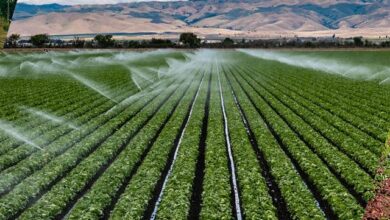 El agro peruano enfrenta el desafío de innovar para mantener su competitividad global