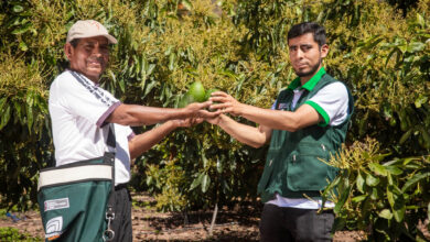 MIDAGRI impulsa consumo nacional de palta Hass producida por pequeños agricultores