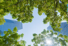 Sostenibilidad: Kimberly-Clark alcanza una reducción del 50% en el uso de fibra proveniente de bosques naturales