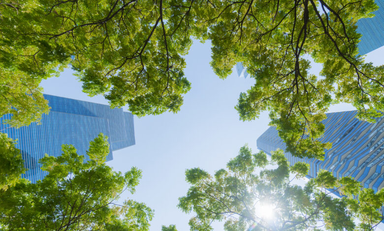 Sostenibilidad: Kimberly-Clark alcanza una reducción del 50% en el uso de fibra proveniente de bosques naturales