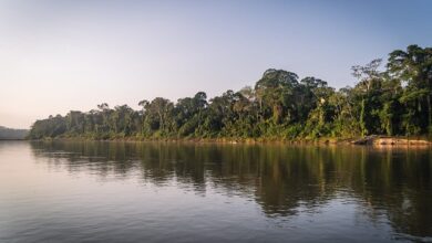 Caja Arequipa visitó las 39 hectáreas de bosque amazónico que protege junto a Arbio Perú en Madre de Dios